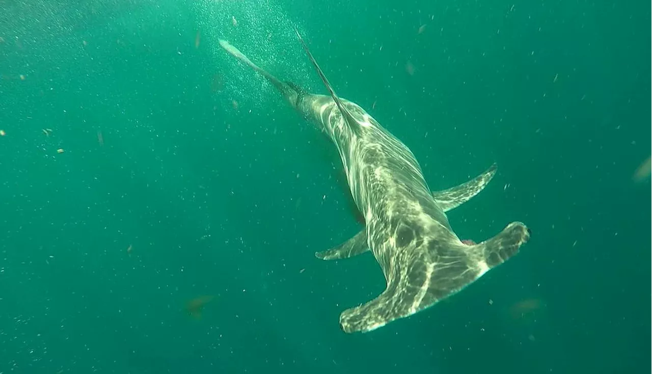 Hammerhead shark spotted swimming off Cape Cod