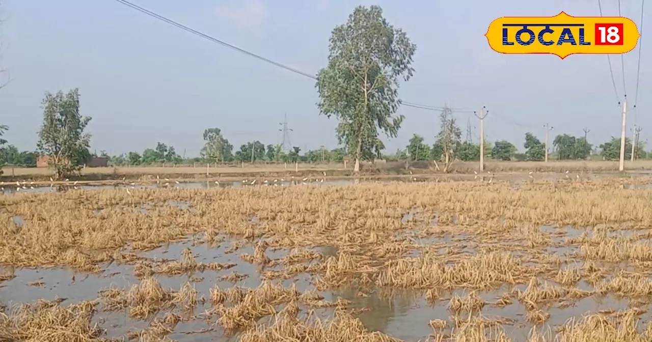 बाढ़ से नष्ट हुई फसल तो करें ये काम...मिलेगा डबल मुआवजा, जानें पूरी प्रक्रिया!