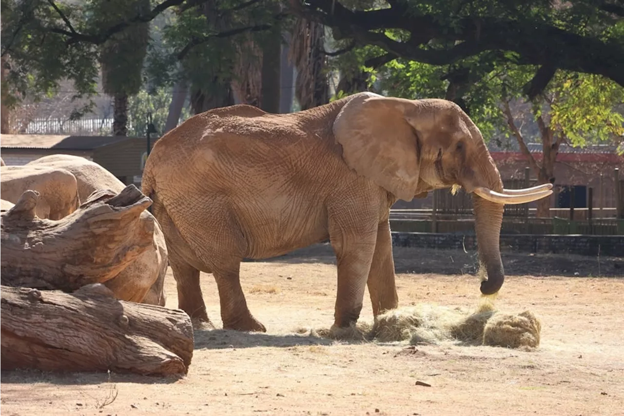 Charley, the charming elephant, can finally retire after 23 years in Pretoria Zoo