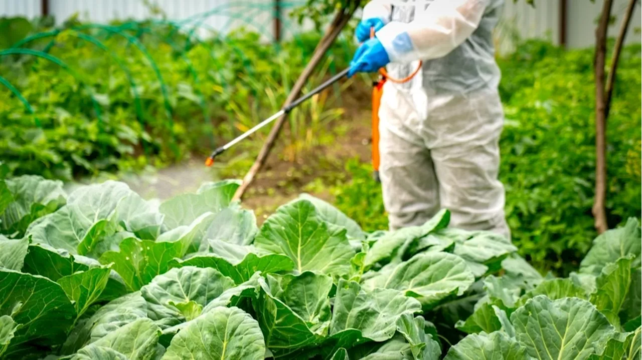 Researchers find the effect of pesticides on increased cancer risk is comparable to smoking for some cancers