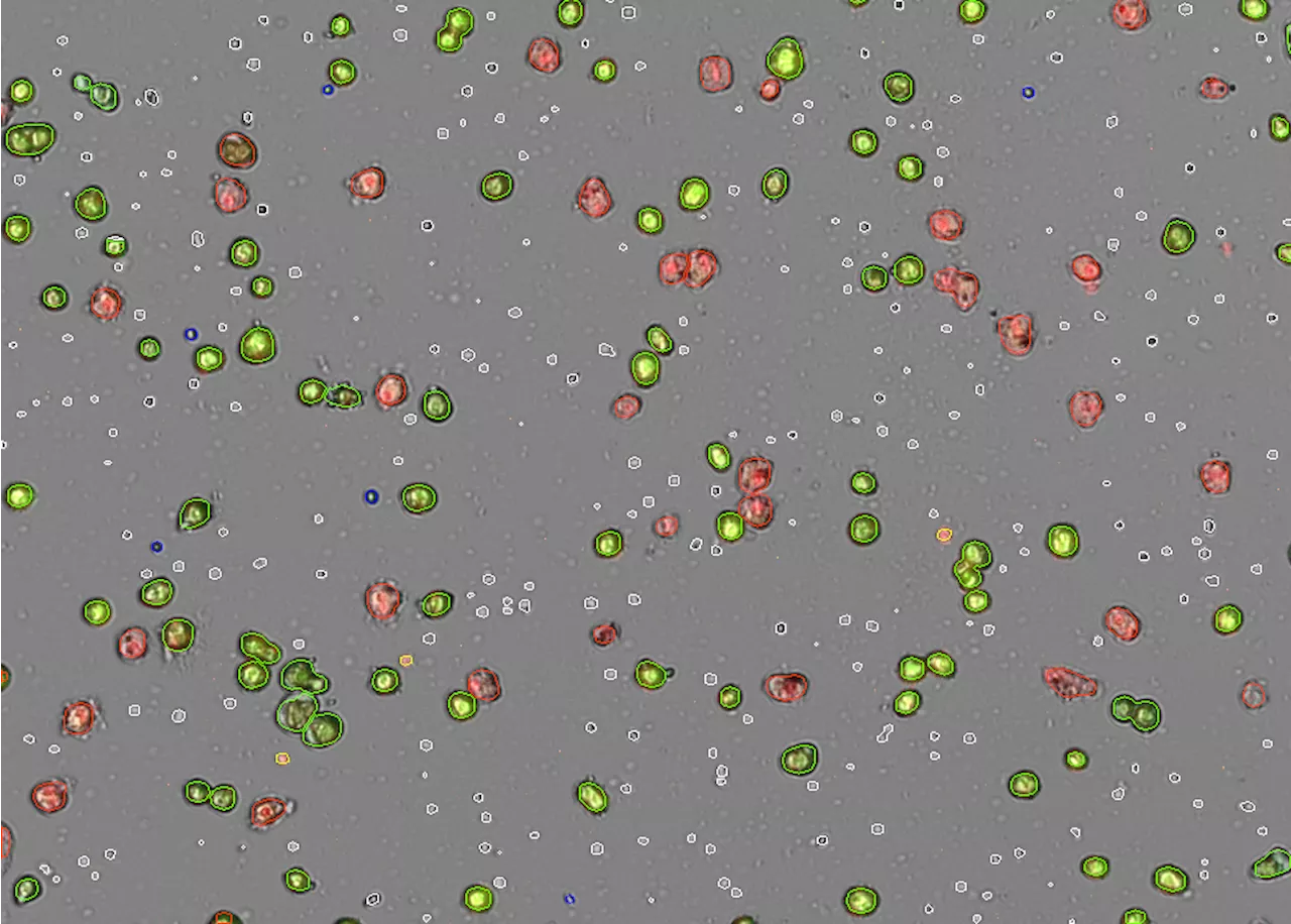 Revolutionizing hepatocyte count for researchers