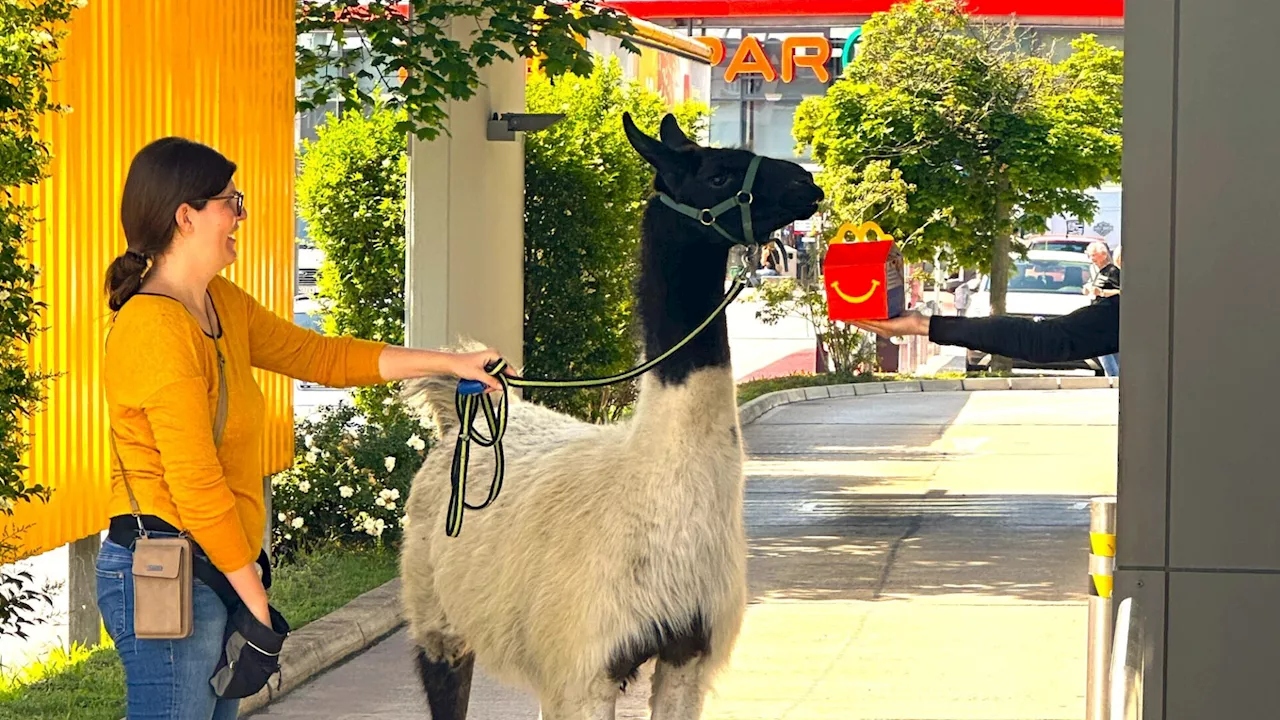 McDonald's: Erfolgreiche Aktion für das Regenbogental