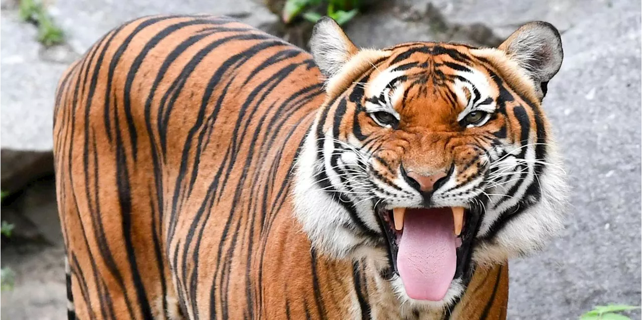 &bdquo;Meilenstein&ldquo;: Zahl der Tiger in Thailand steigt