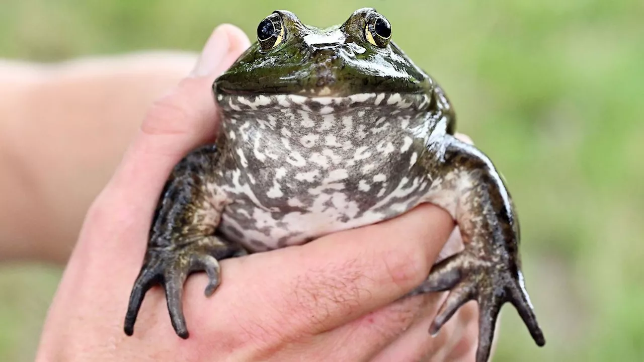 Rheinland-Pfalz & Saarland: Asiatische Hornisse und Großkrebs: Invasive Arten nehmen zu