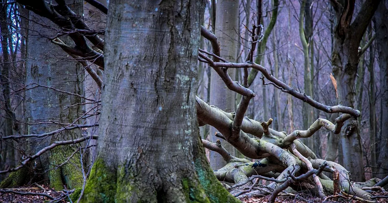 Der deutsche Wald verschwindet