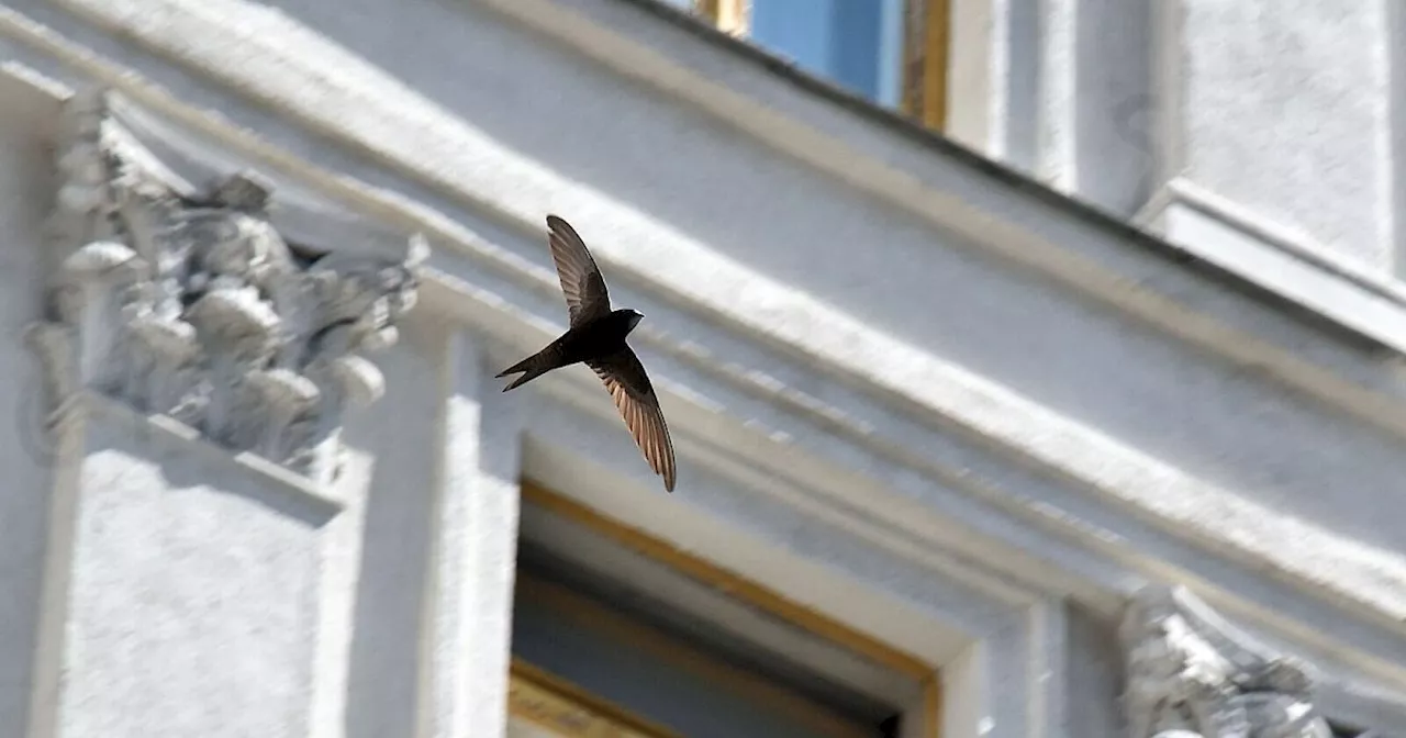 Mauersegler vor dem Abflug nach Afrika