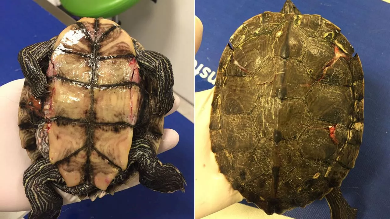 Gewonde schildpad heeft meerdere breuken, arts verlost hem uit z'n lijden