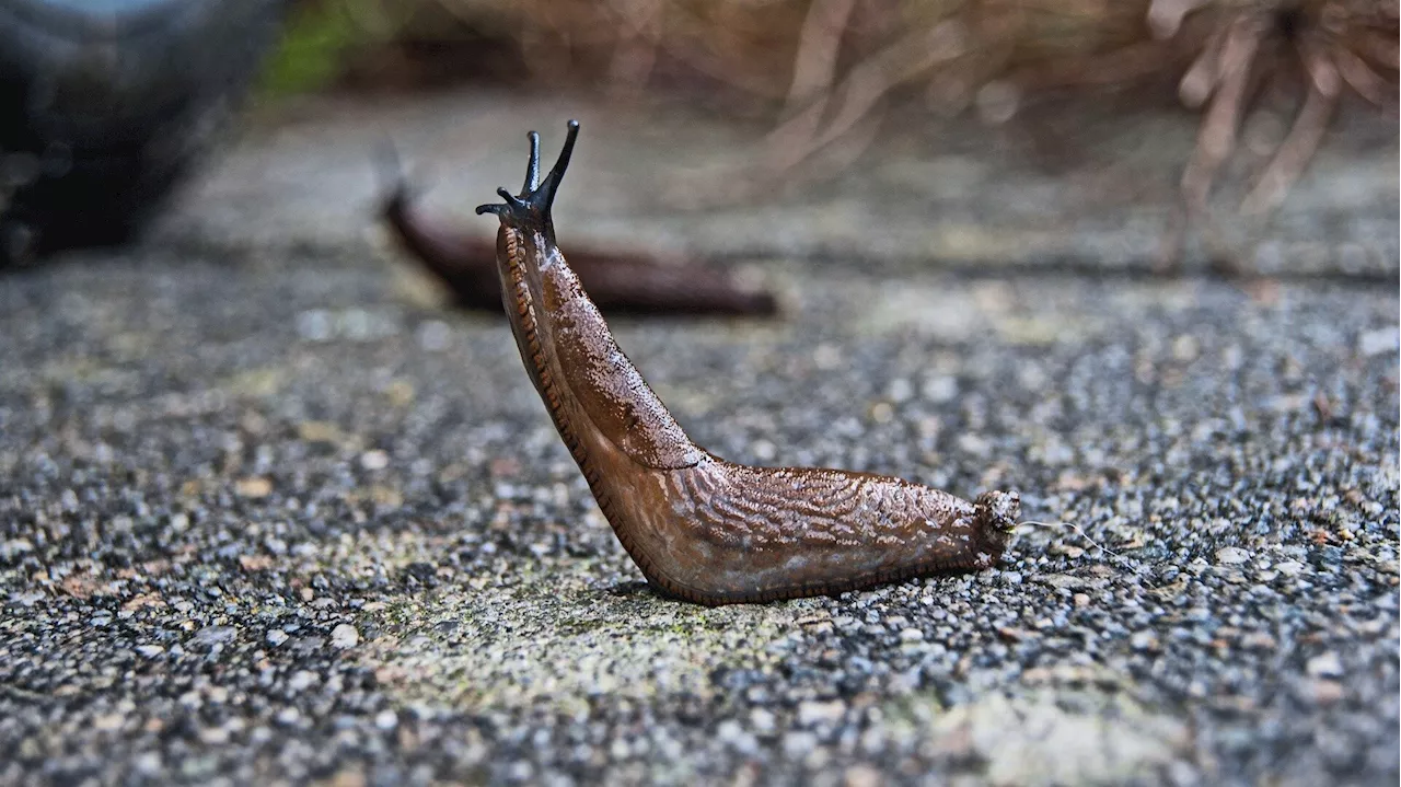 New study highlights citizen scientists' role in accurate slug identification