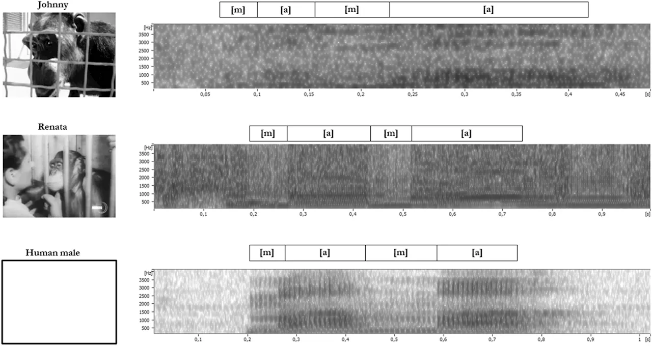 Old videos of chimpanzees suggest they are capable of speech