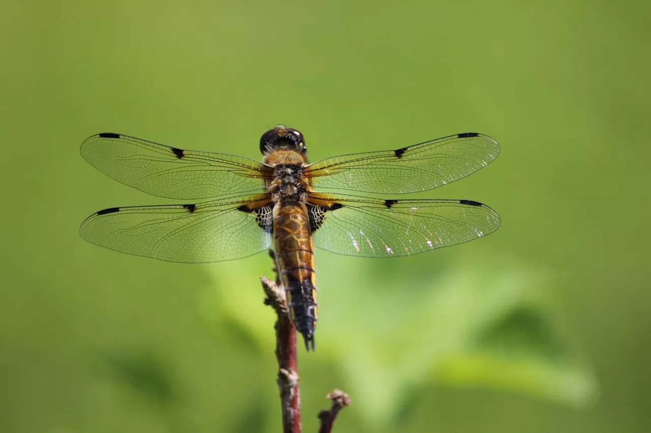 Ornamented dragonflies better equipped to survive human threats