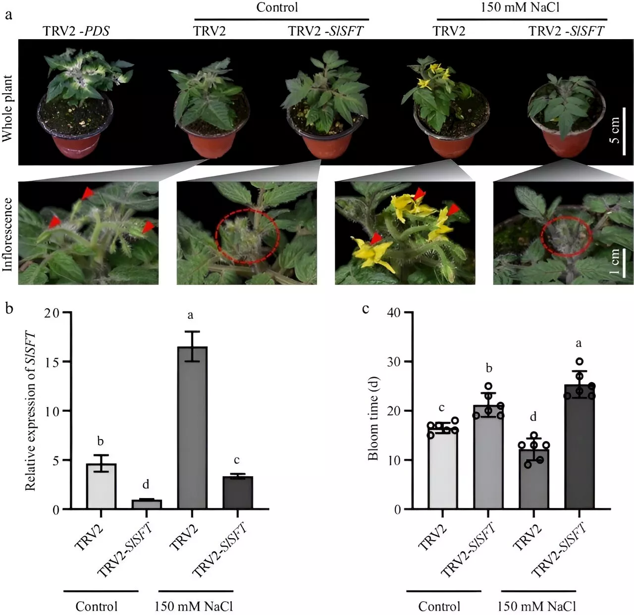 Salt stress promotes early flowering, inhibits floral organ development by disturbing cell cycle in tomatoes