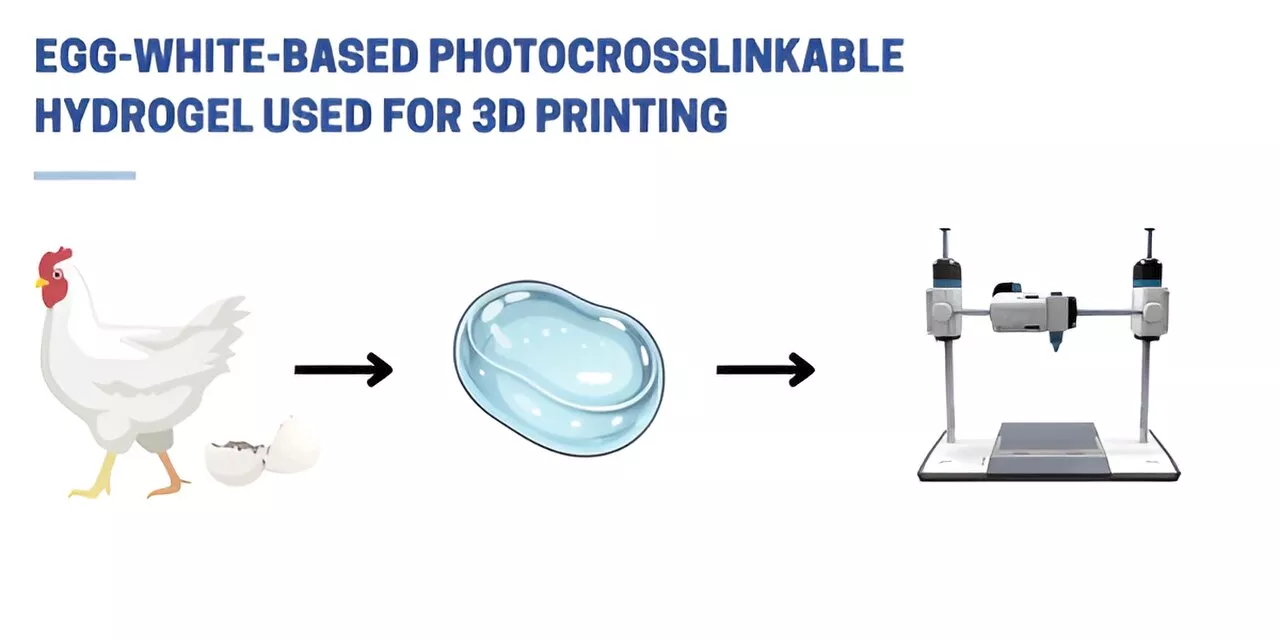 Scientists develop revolutionary egg white-based bioink for advanced tissue engineering