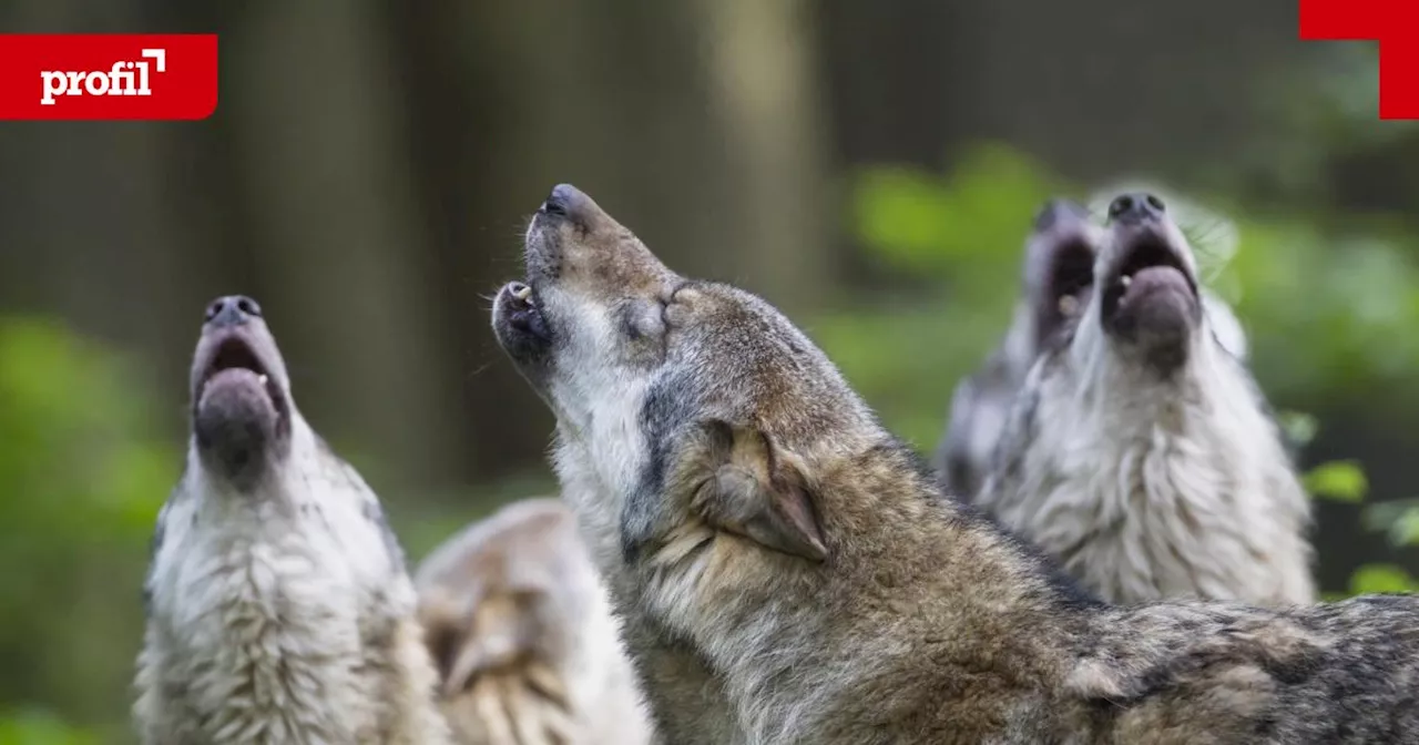 Wolf: Schießen oder nicht schießen, das ist die (juristische) Frage