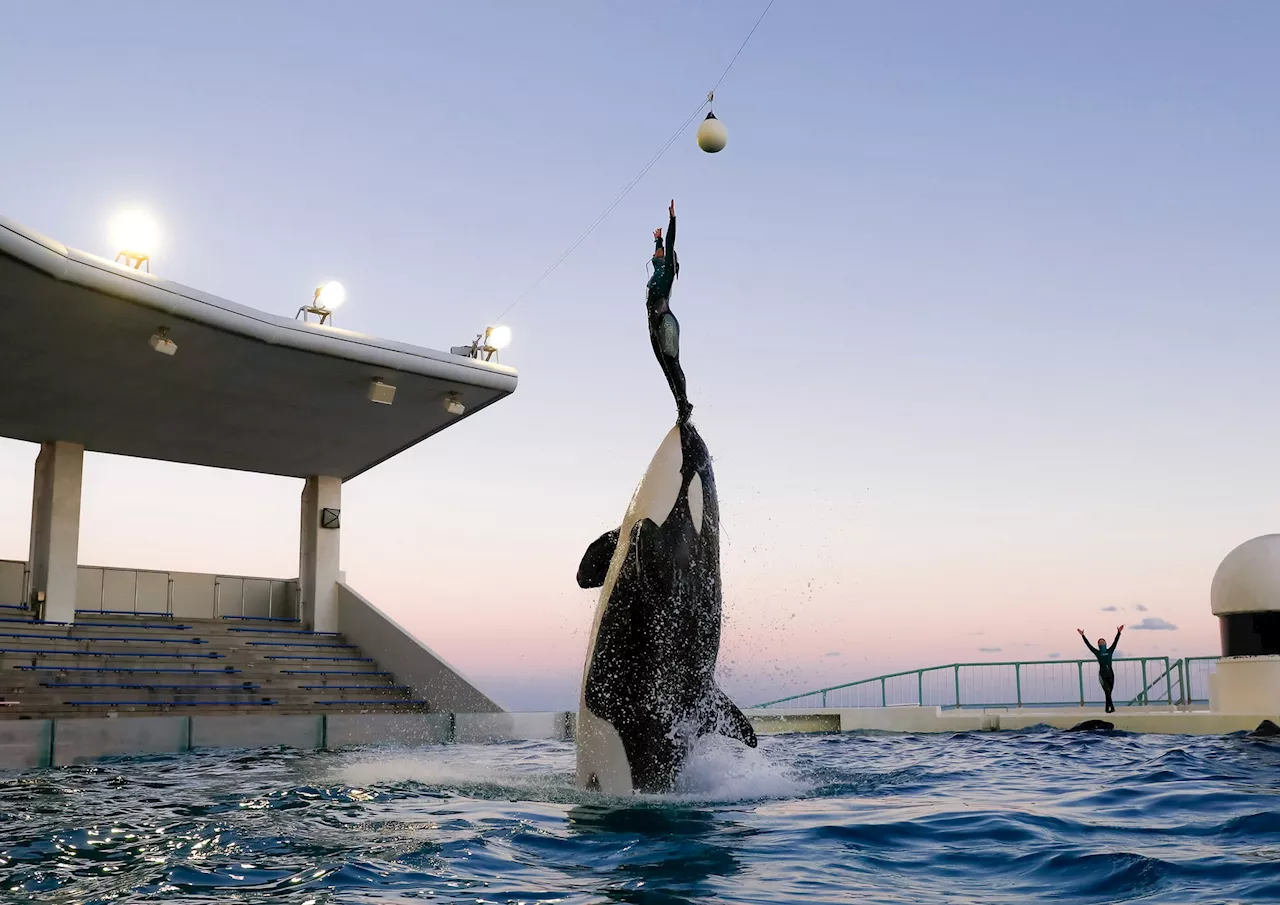 【鴨川シーワールド】水族館女子集合！同じ趣味で楽しむシャチのナイトパフォーマンスやセミコースディナーが大人気！ 鴨川シーワールド 「レディースナイトプラン」開催