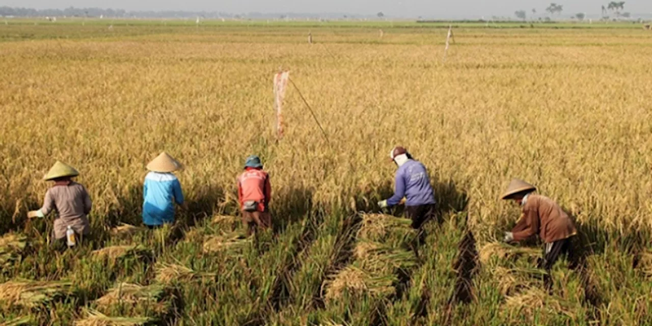 Kejar Target Produksi Beras, Kementan Bakal Sebar 75 Pompa Air di Tiga Provinsi Ini