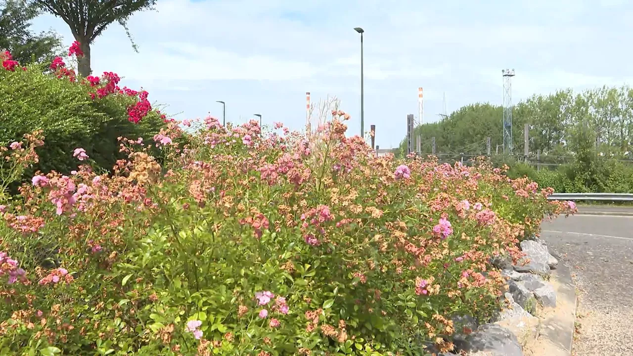 Quelles communes wallonnes recevront le label 'Wallonie en fleurs' cette année ? Nous avons suivi le jury à La Louvière