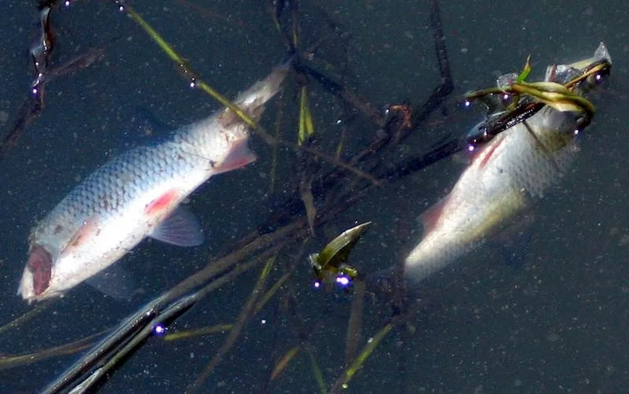 Massives Fischsterben: Behörden alarmiert