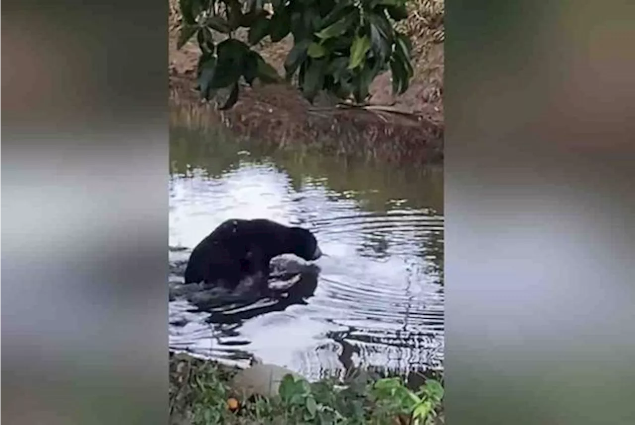 QuickCheck: Was a bear spotted in Kampung Paloh, Terengganu?