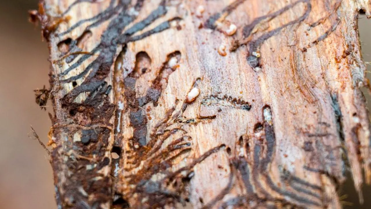 Schädlinge im Wald: Fichten sind nirgendwo mehr sicher vor Borkenkäfern