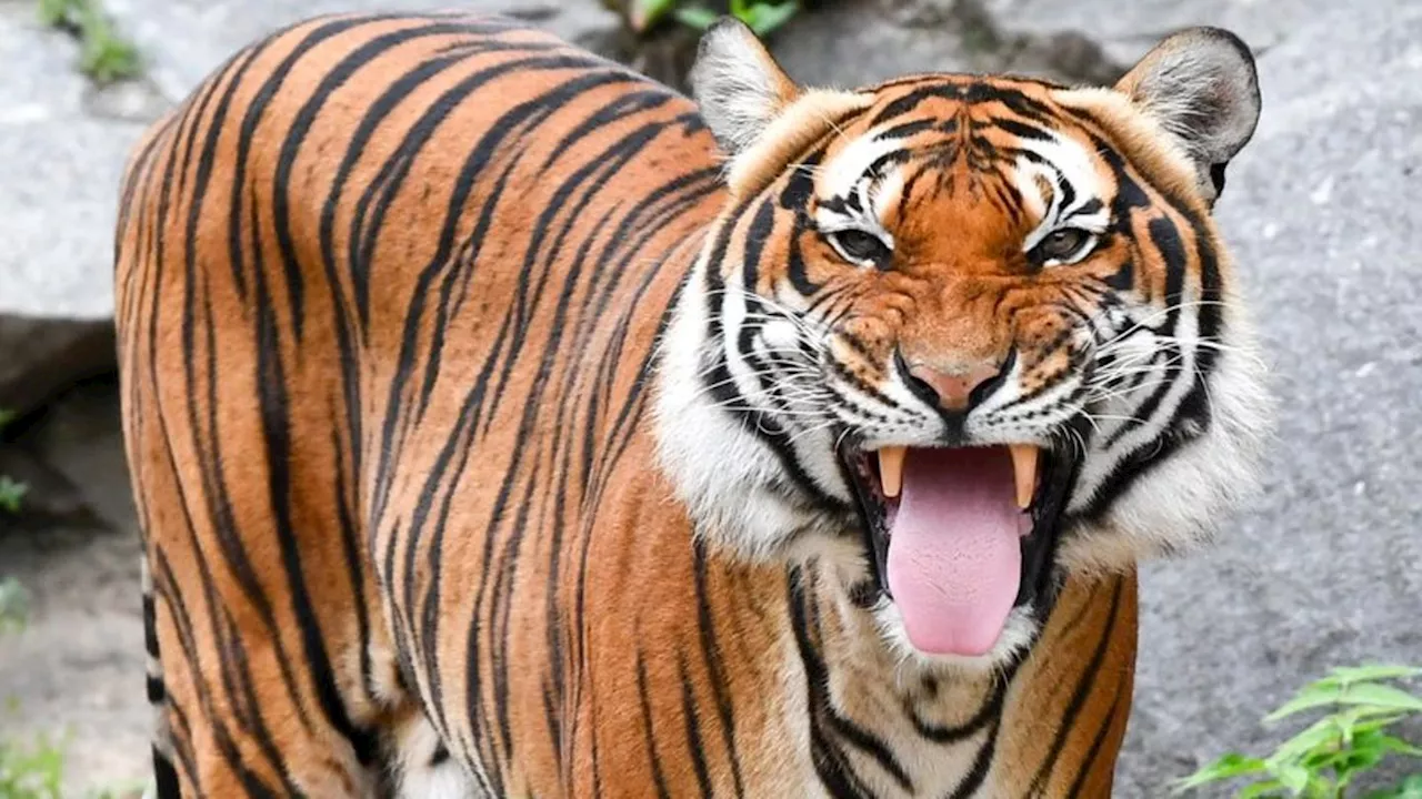 Welt-Tiger-Tag: 'Meilenstein': Zahl der Tiger in Thailand steigt