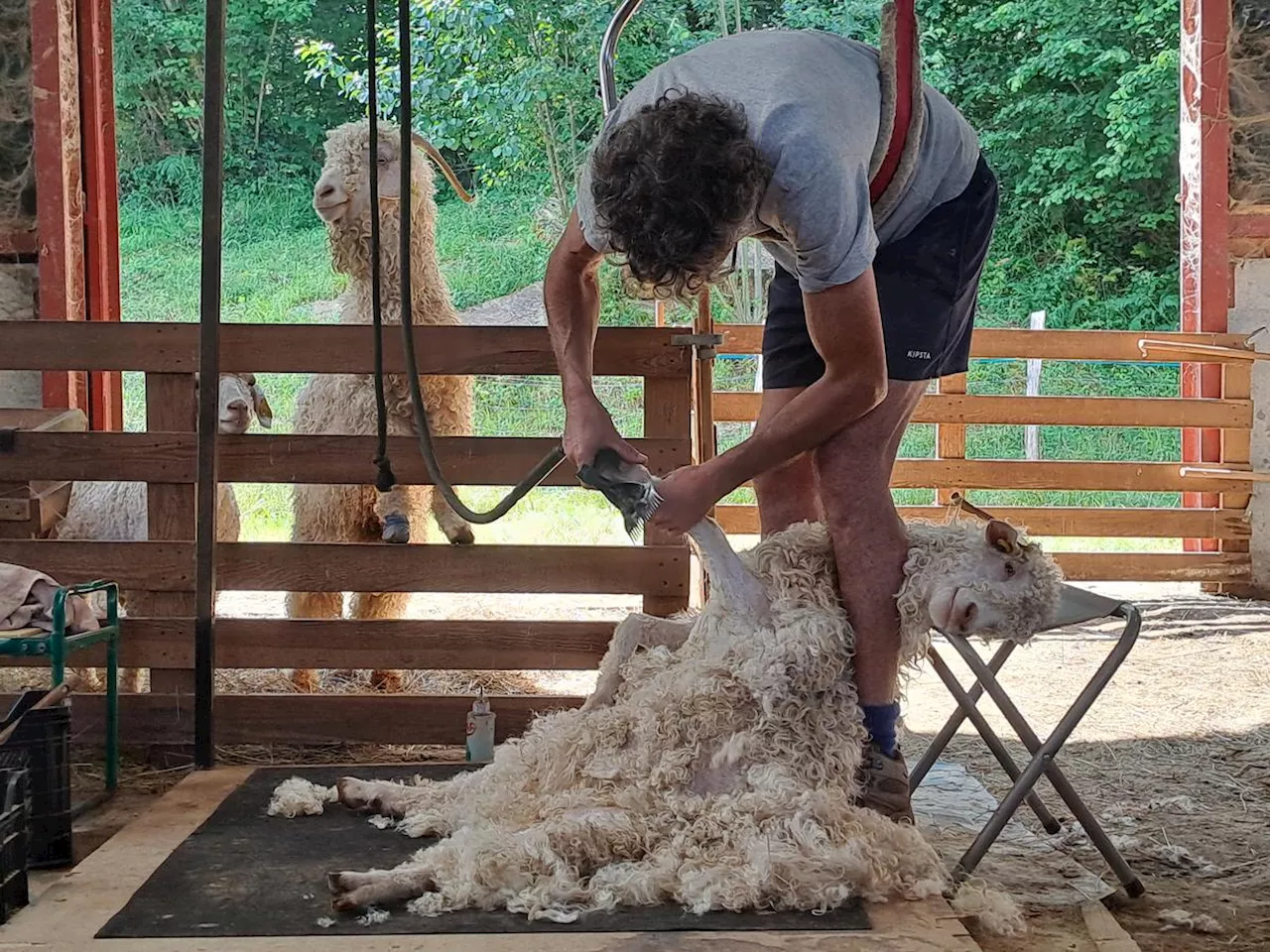 Lasseube : sous les pulls en laine Mohair, un éleveur passionné par ses chèvres angoras