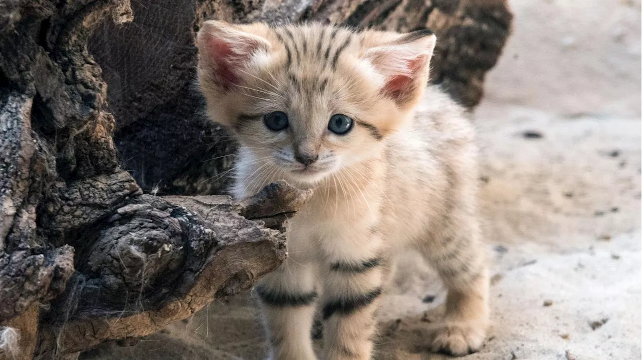 „Hält Mama Jasmin ganz schön auf Trab“: Berliner Zoo freut sich über Sandkatzen-Nachwuchs