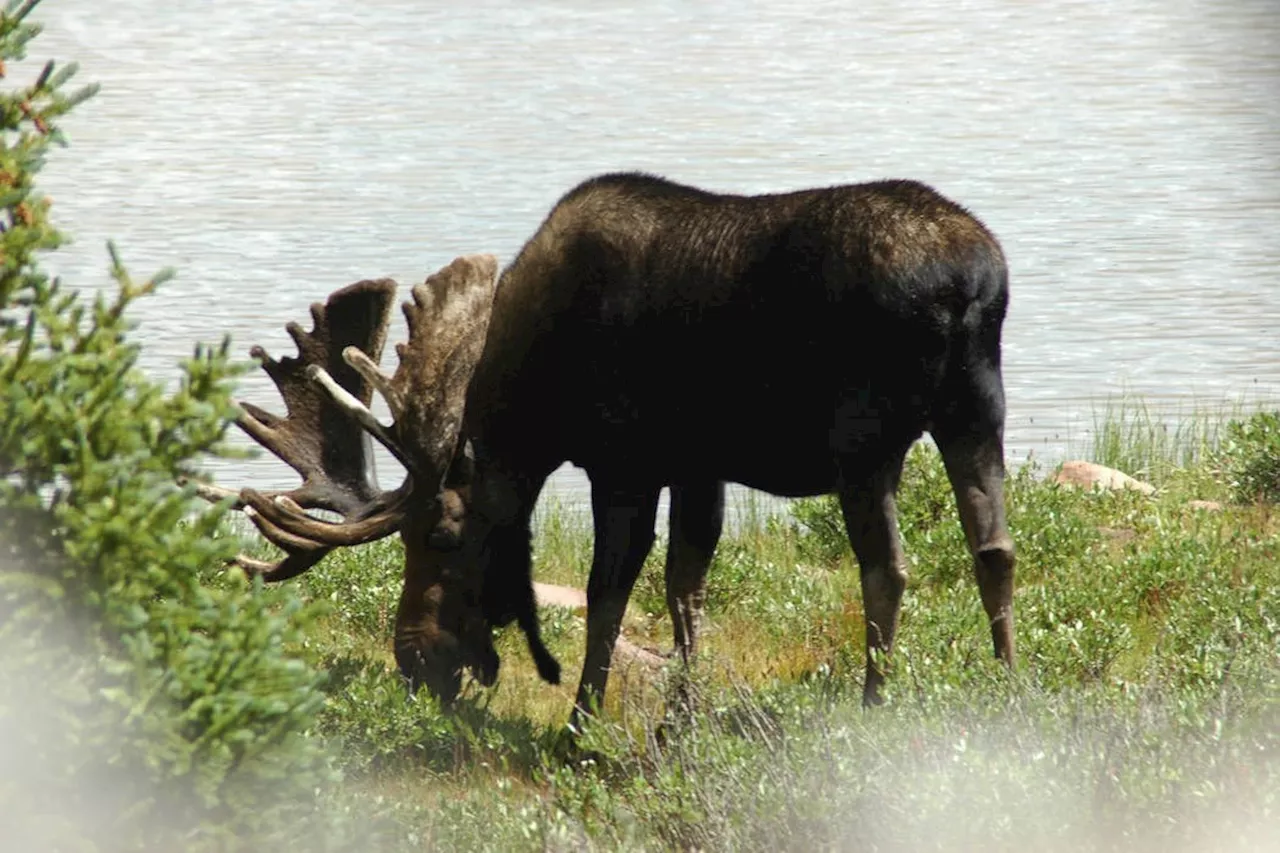 Thunder Bay man fined over $7,000 for illegal hunting