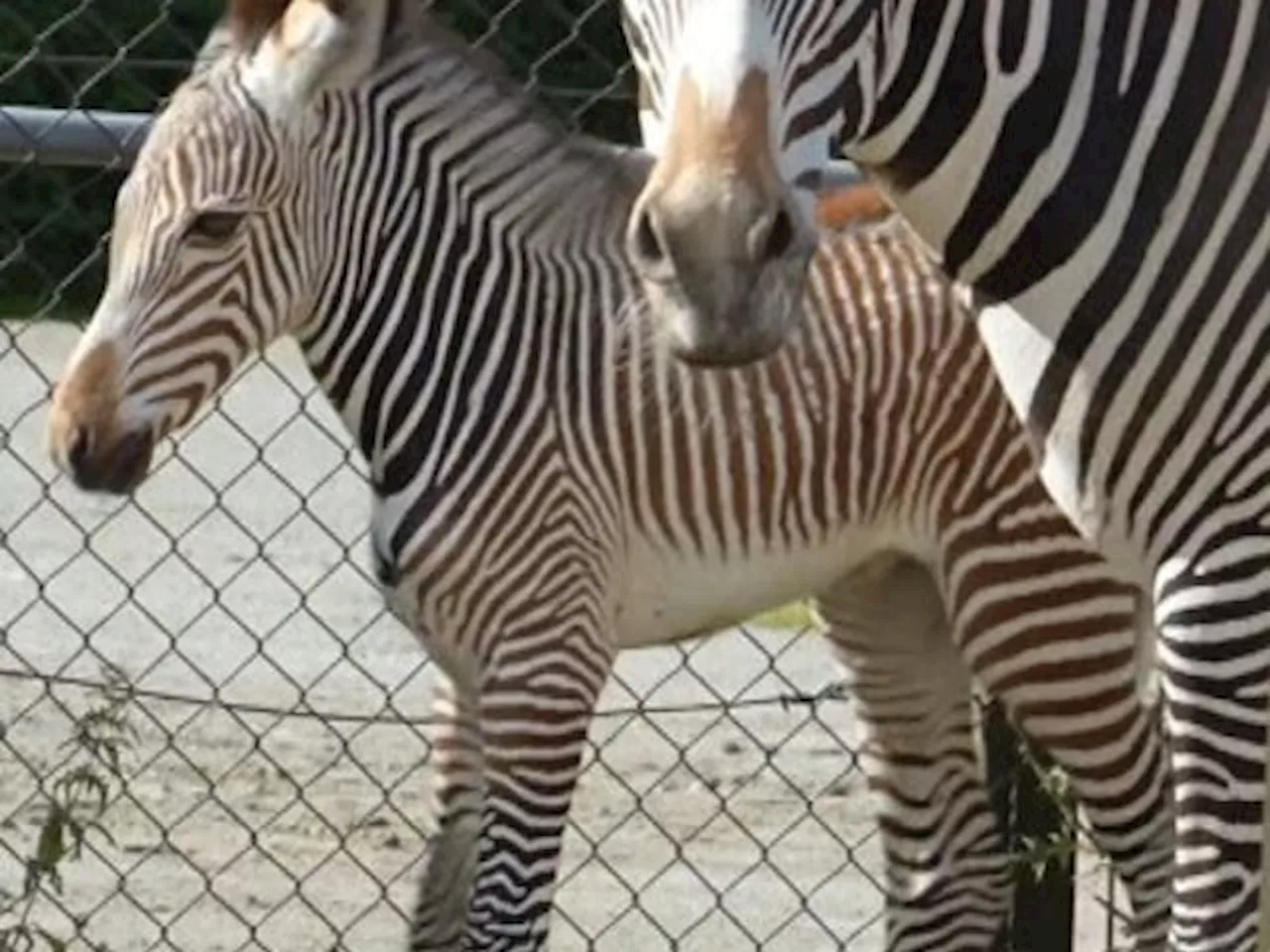 Zebra fødte for øjnene af måbende Zoo-gæster | Korte videoer, der oplyser og underholder