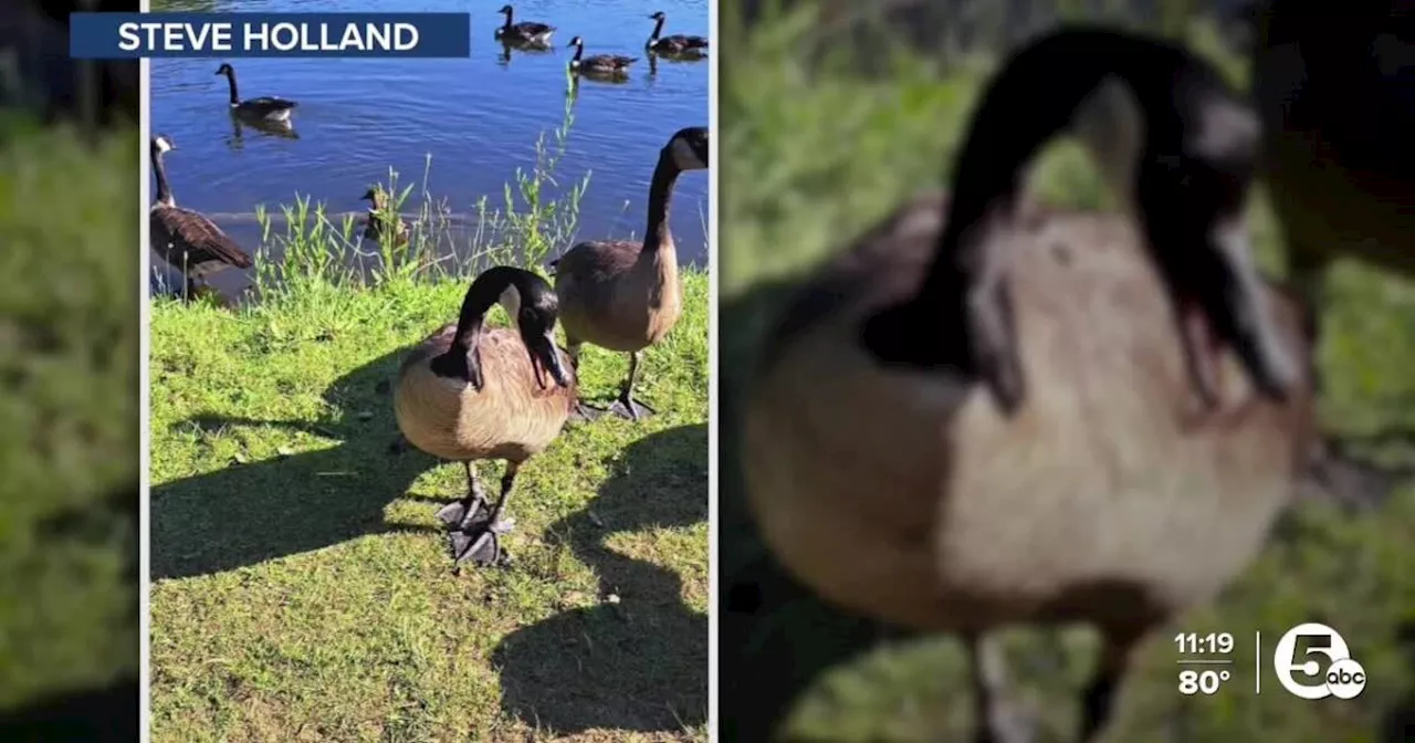 North Ridgeville residents trying to capture goose tangled up in fishing line