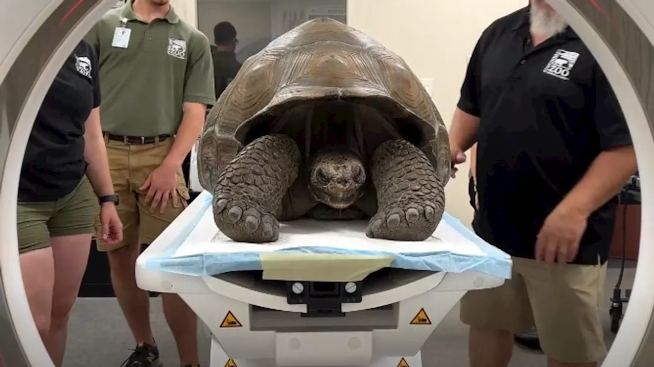 Cincinnati Zoo tortoise's size requires CT scan at MedVet to diagnose spinal problem