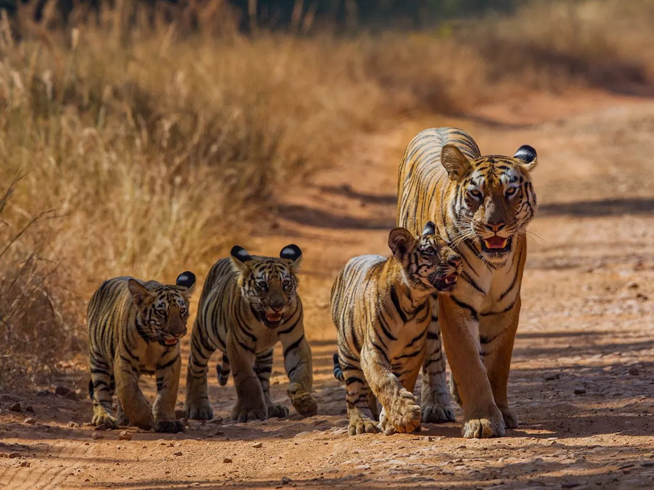 महाराष्ट्रातील पहिले राष्ट्रीय उद्यान जिथे होते वाघाचे दर्शन, जगभरातून येतात पर्यंटक; कसं पोहोचाल?