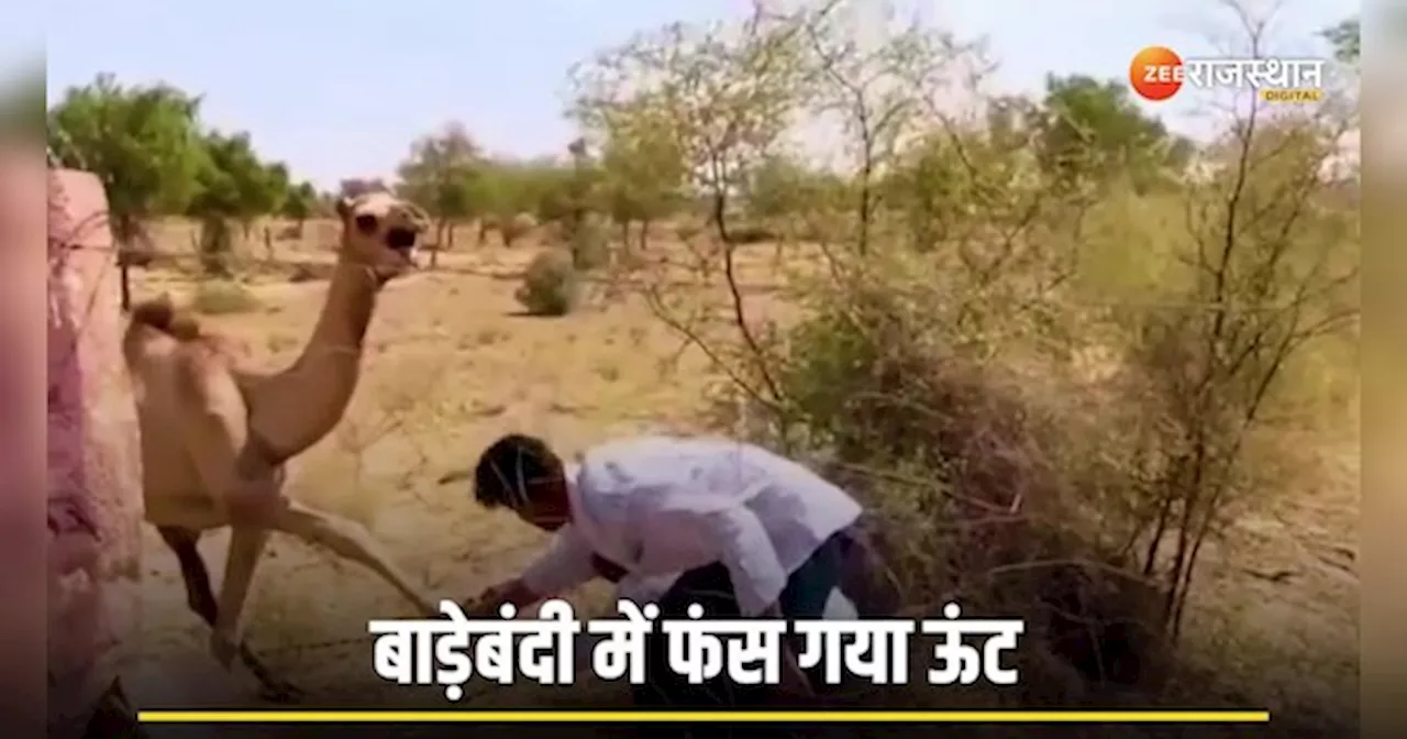 Viral Video: बाड़ेबंदी में फंस दर्द से कहरा रहा था ऊंट, तभी फरिश्ता बन आया शख्स...