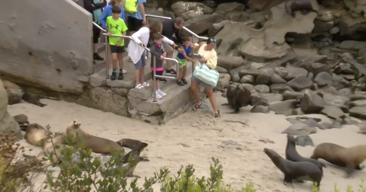 City warning beach crowds to keep distance from sea lions