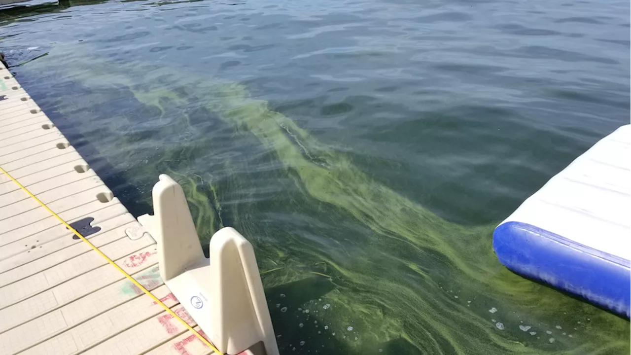 Harmful algal blooms present in Conesus Lake with the peak in high temps