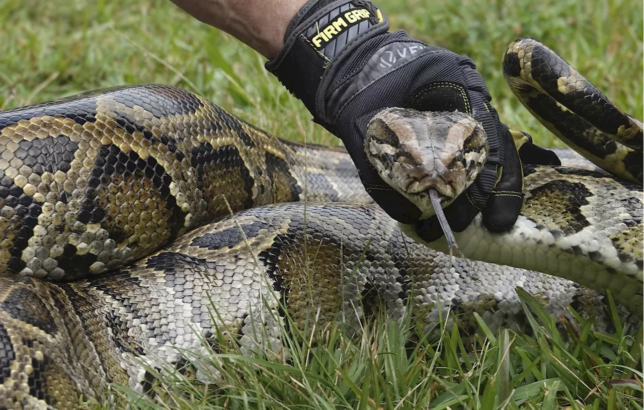 Indonésie : Une femme de 36 ans retrouvée morte dans l’estomac d’un python