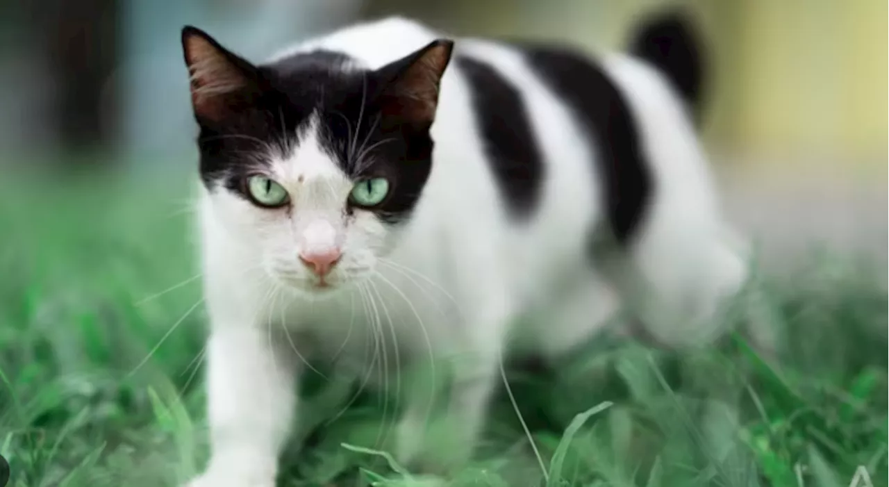 New Zealand cat-killing contest vows to keep hunting 'crazy' felines