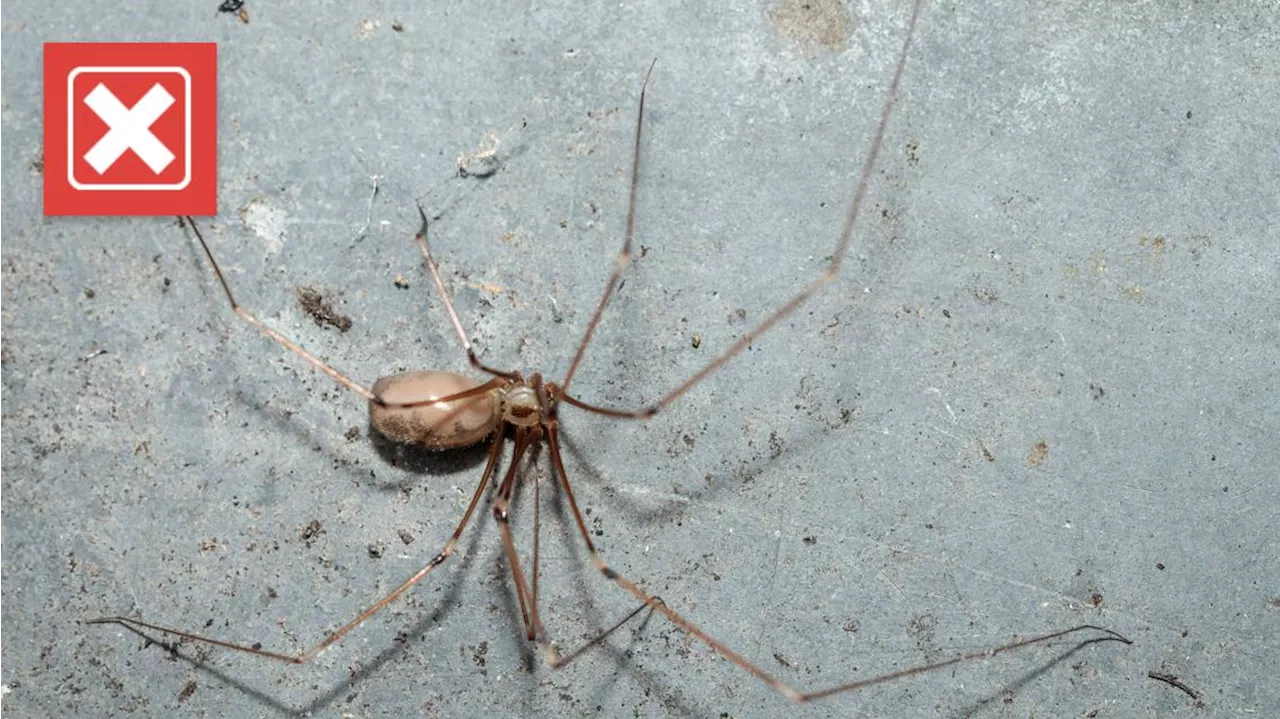 Are daddy-long-legs one of the most venomous spiders?