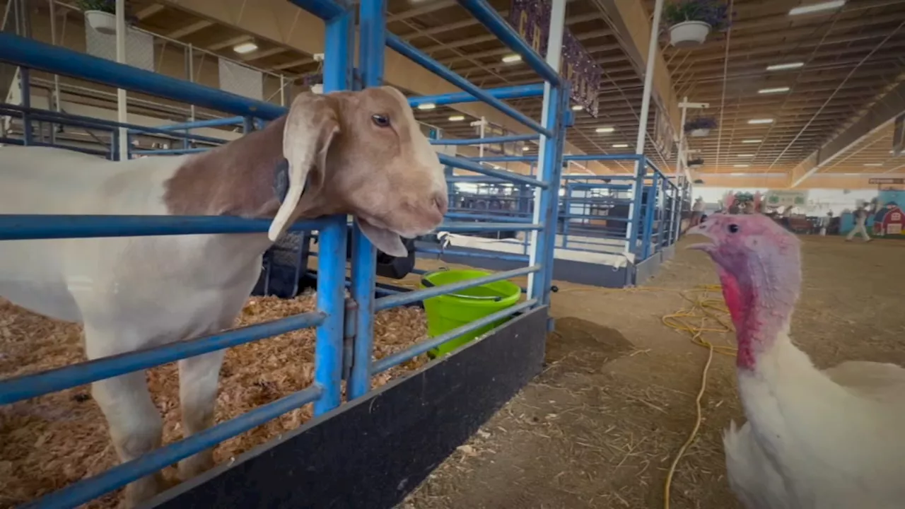 How Alameda County Fair officials are protecting livestock during heat wave