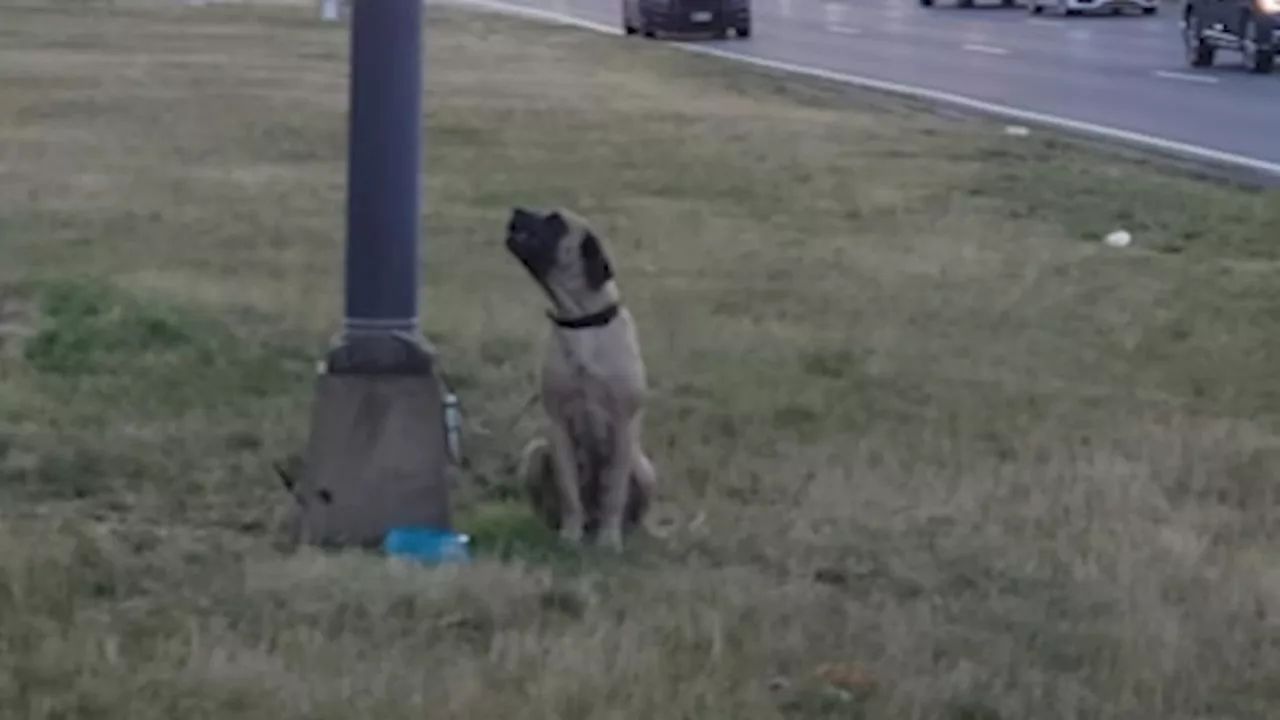 Dog found tied to pole with note off Southern State Parkway on Long Island