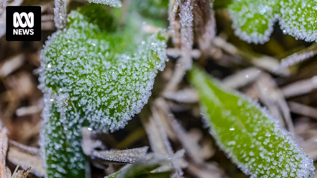 Cold weather sends temperatures below zero, breaks records in parts of southern Australia