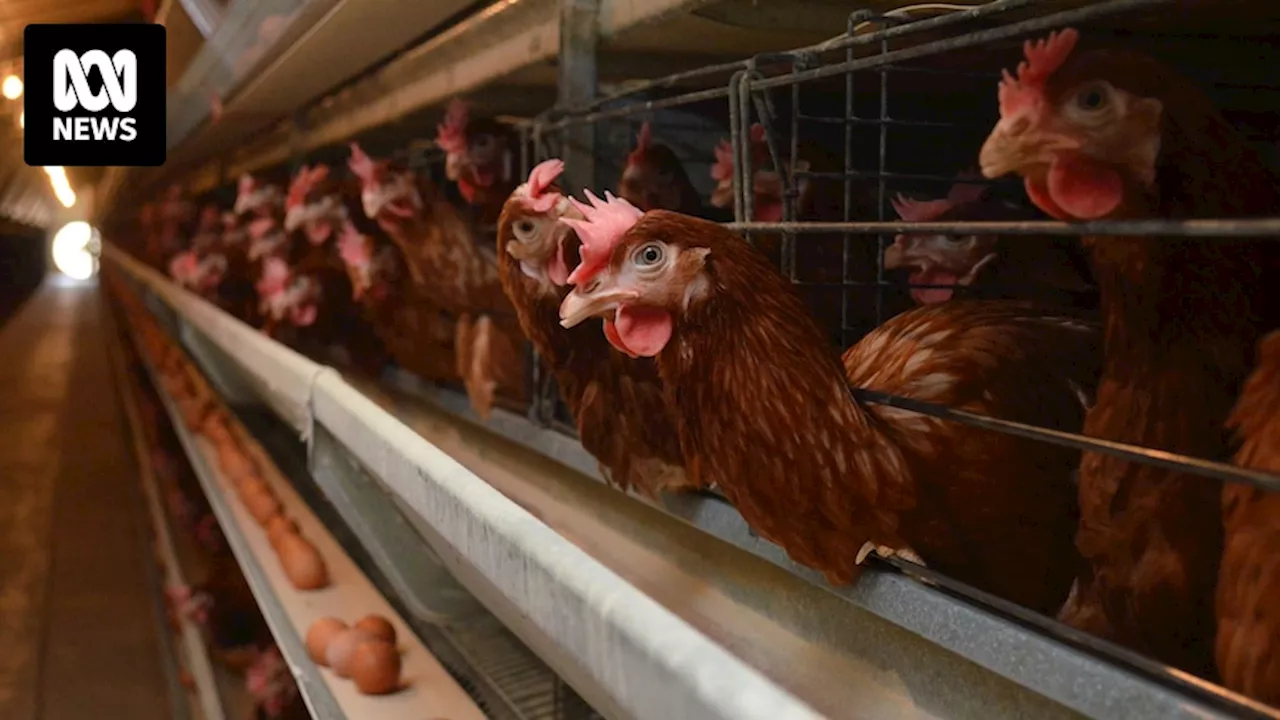 Grim reality for businesses left to pick up the pieces after bird flu outbreak