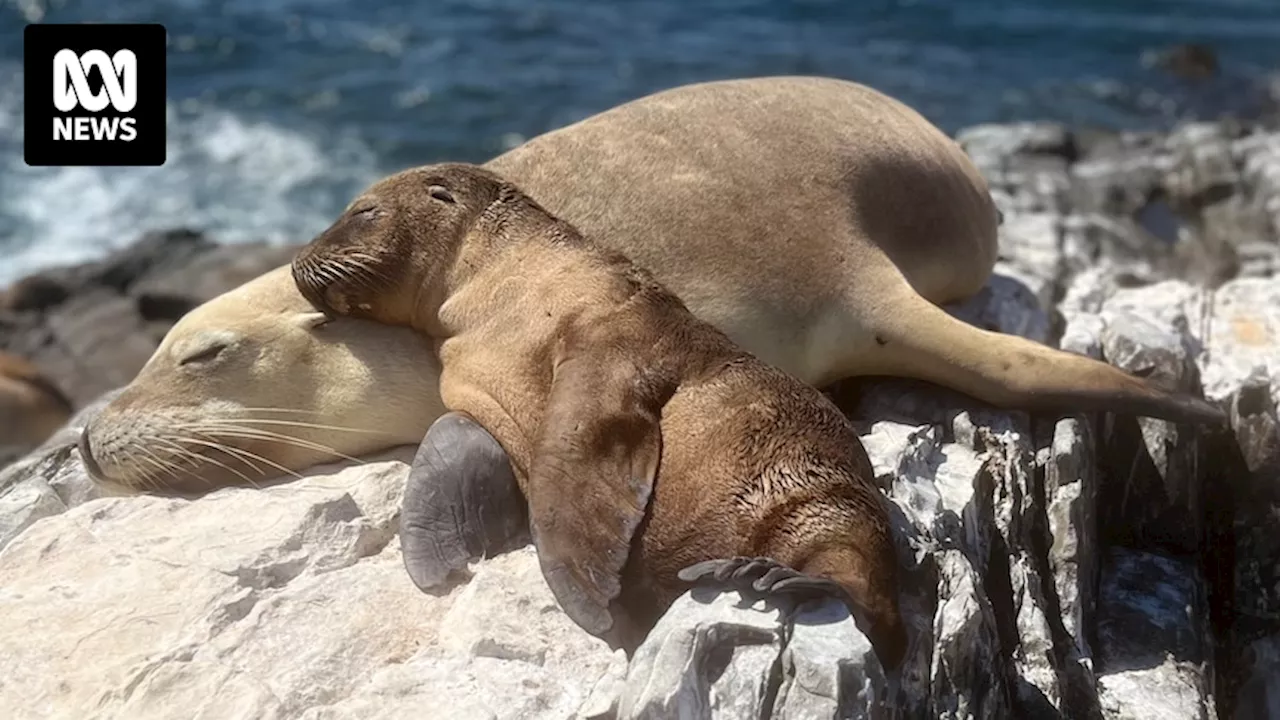 National research effort to save iconic Australian sea lions as top-tier marine predator numbers fall