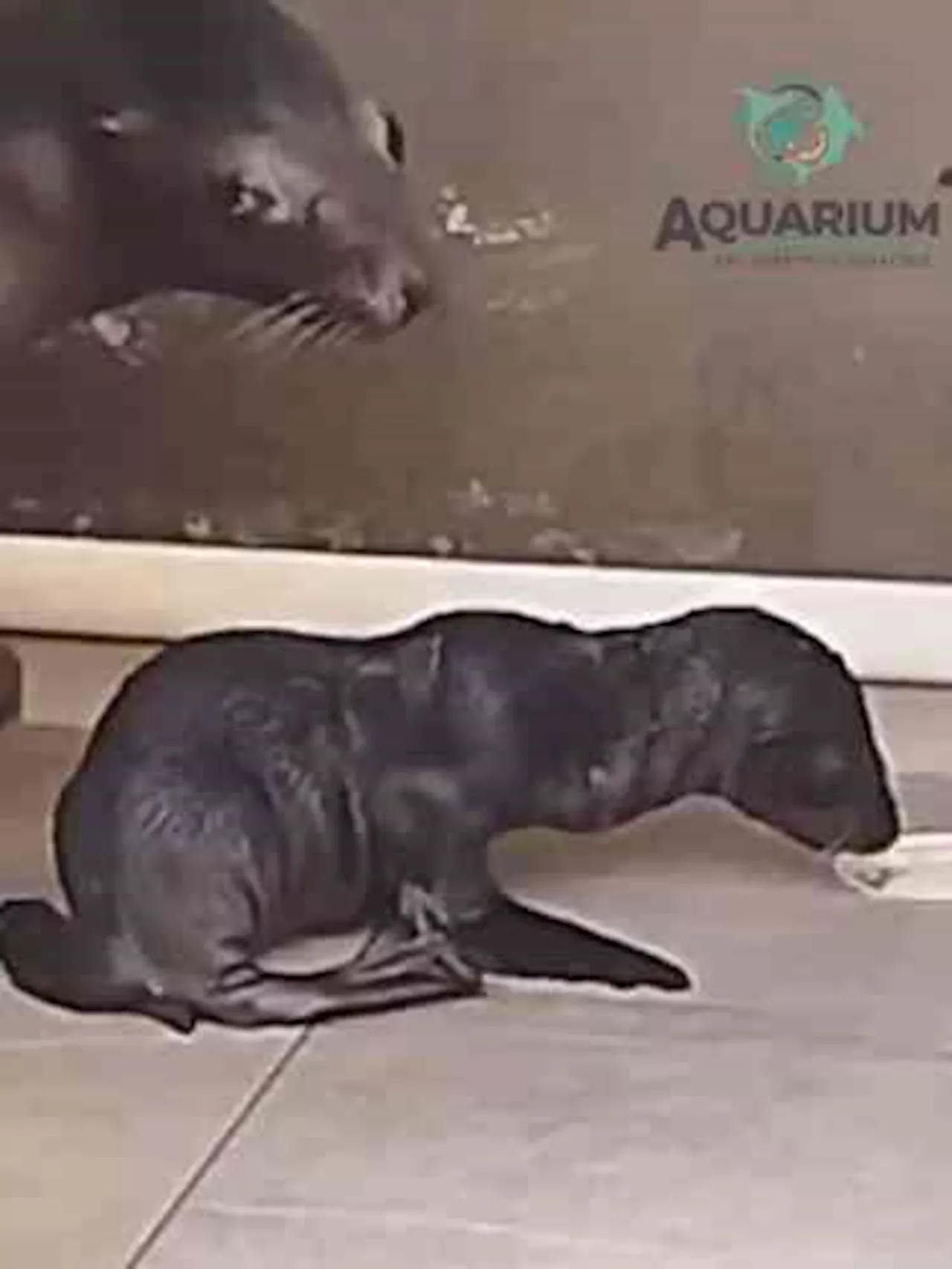 Nace lobo marino en el Aquarium del Puerto de Veracruz