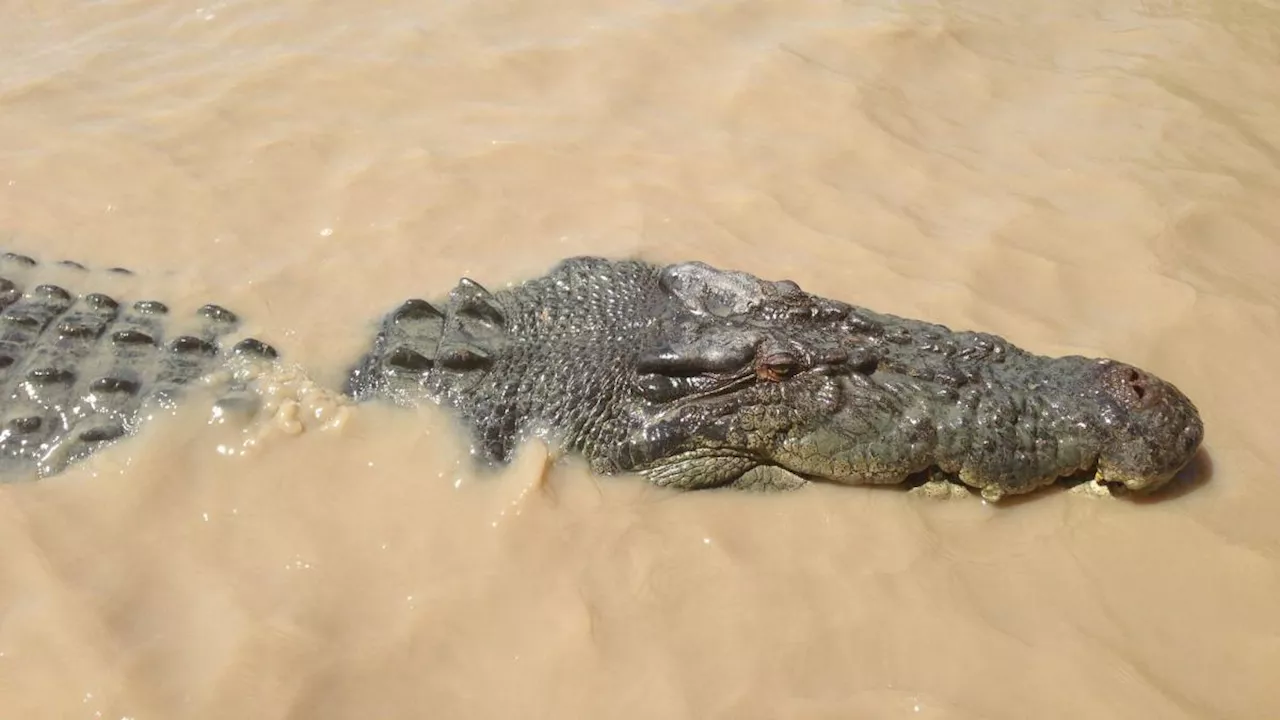 Krokodil tötet offenbar Zwölfjährige beim Schwimmen in Australien