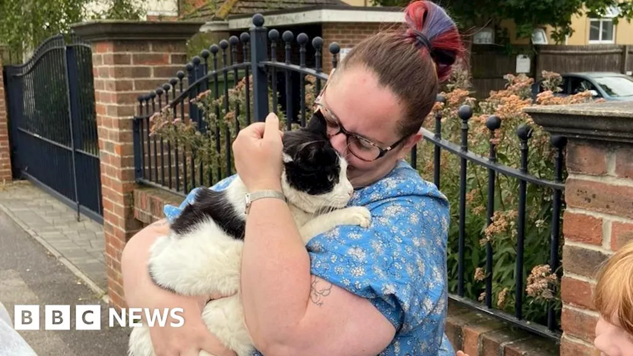 Bournemouth: Family's lost cat found after 5 years