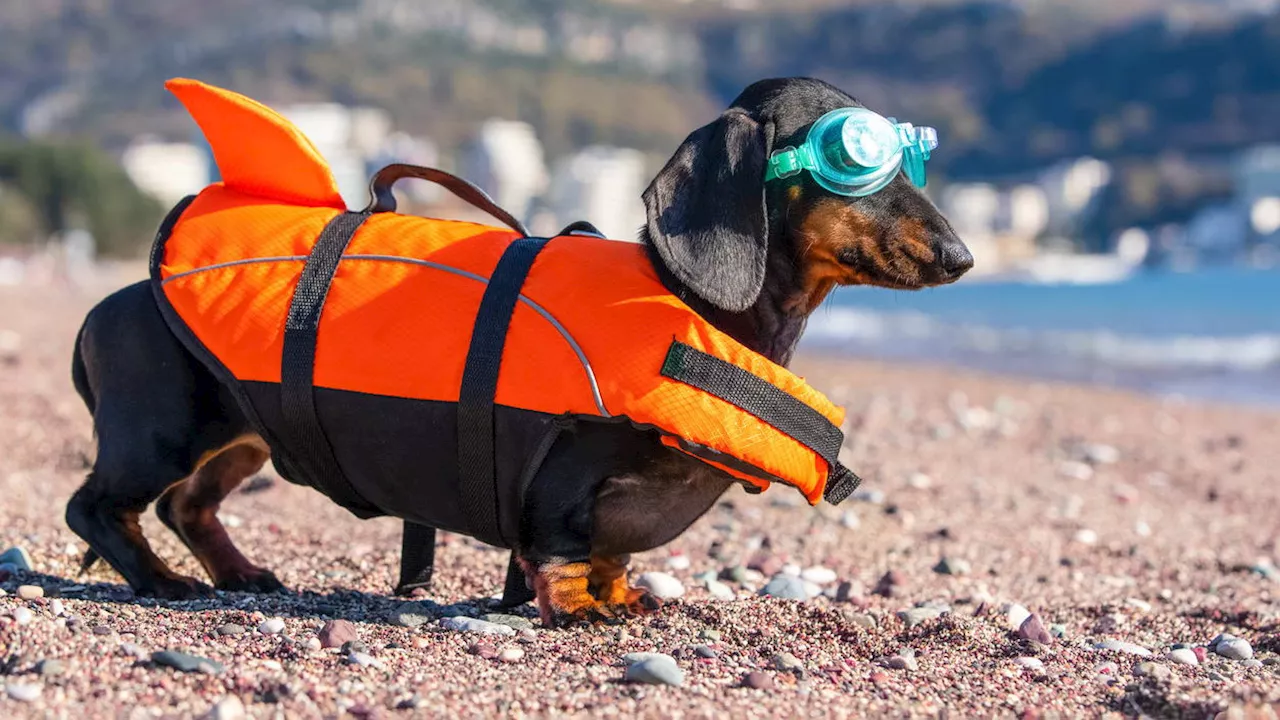 Strand mit Hund: Zehn Tipps für einen entspannten Strandurlaub