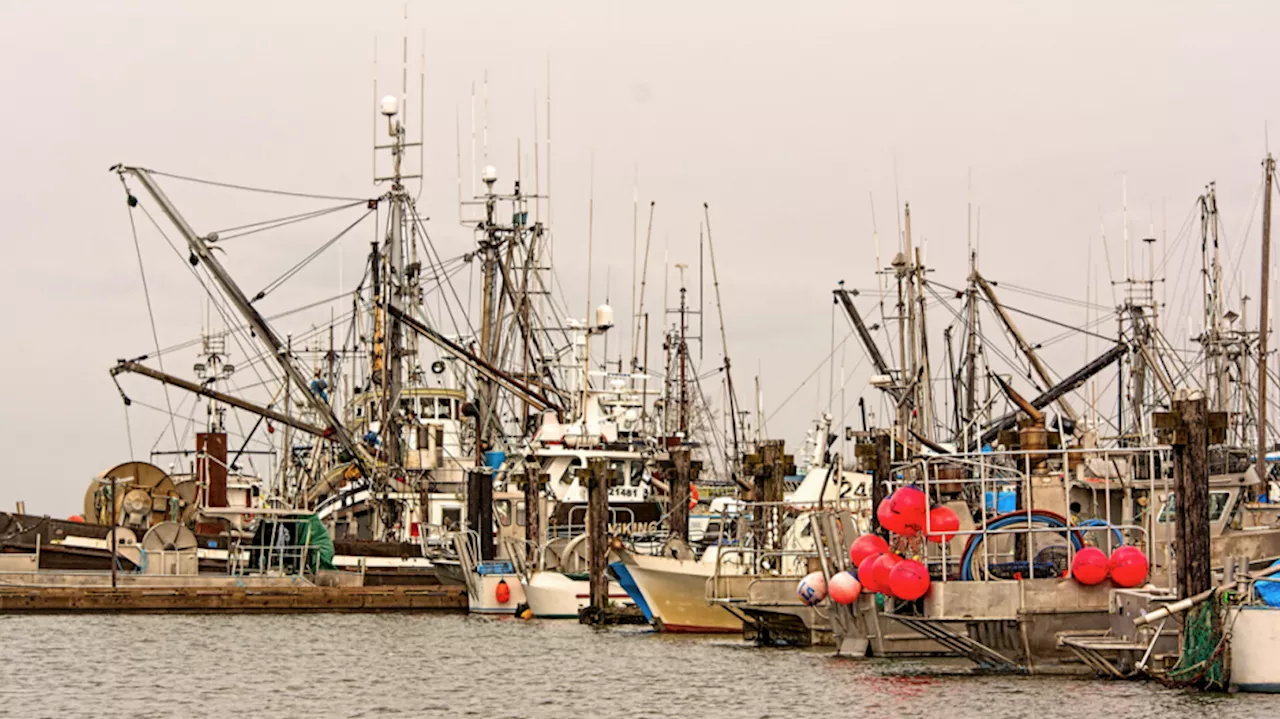 Record number of Pacific salmon harvested last year