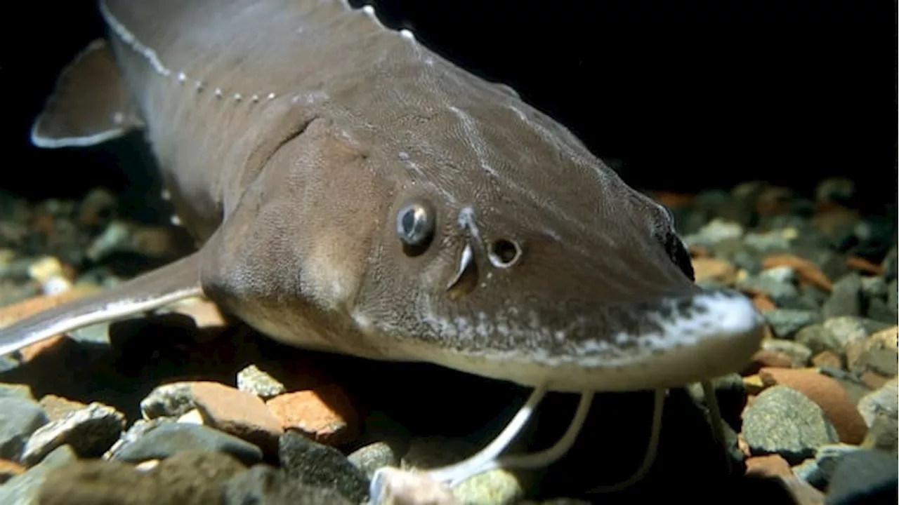 New study looking at impacts of industry on lake sturgeon in northern Ontario