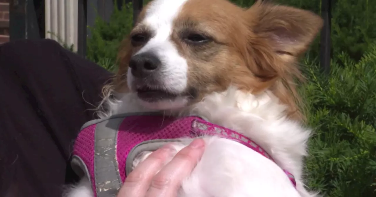 How to handle Fourth of July fireworks for pets, those with autism
