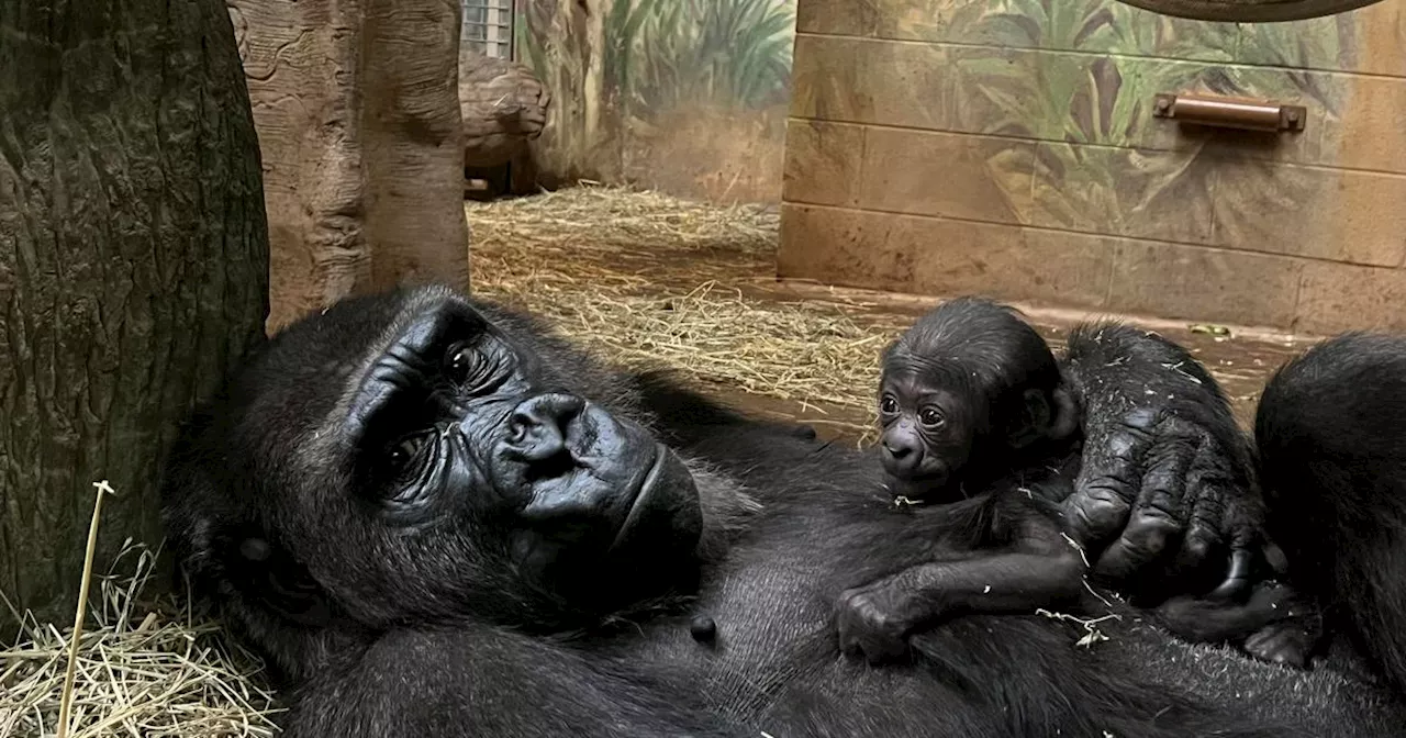 Critically-endangered gorilla with 'beautiful big brown eyes' born at Ohio zoo